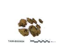 藏品(細葉澤苔)的圖片